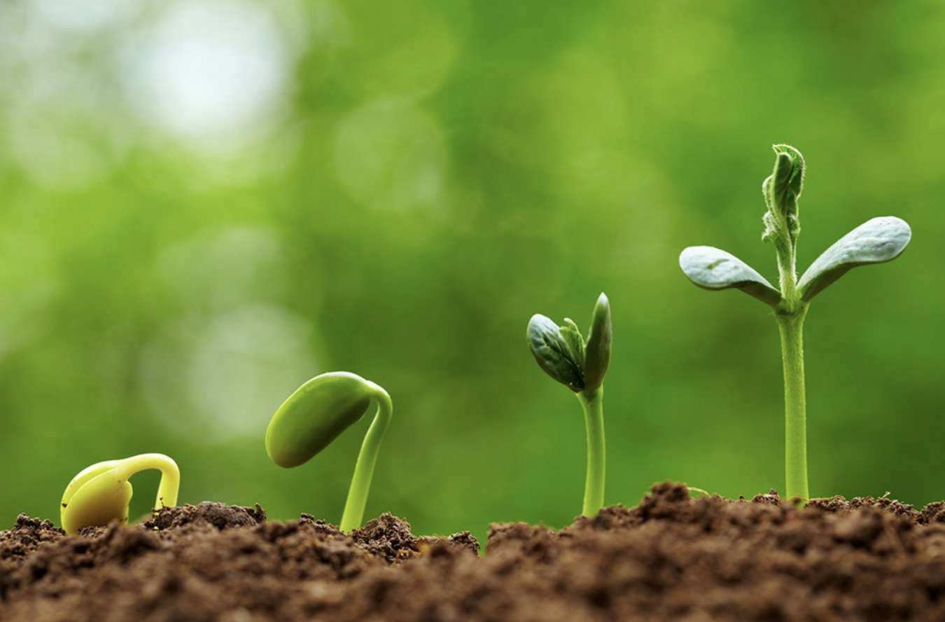 Garden Landscaping